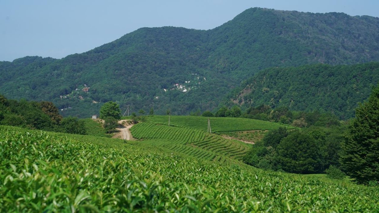 Мацеста чайные плантации экскурсия