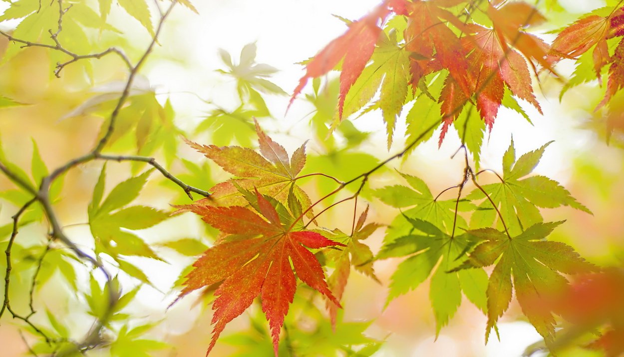Красивые листья Японии