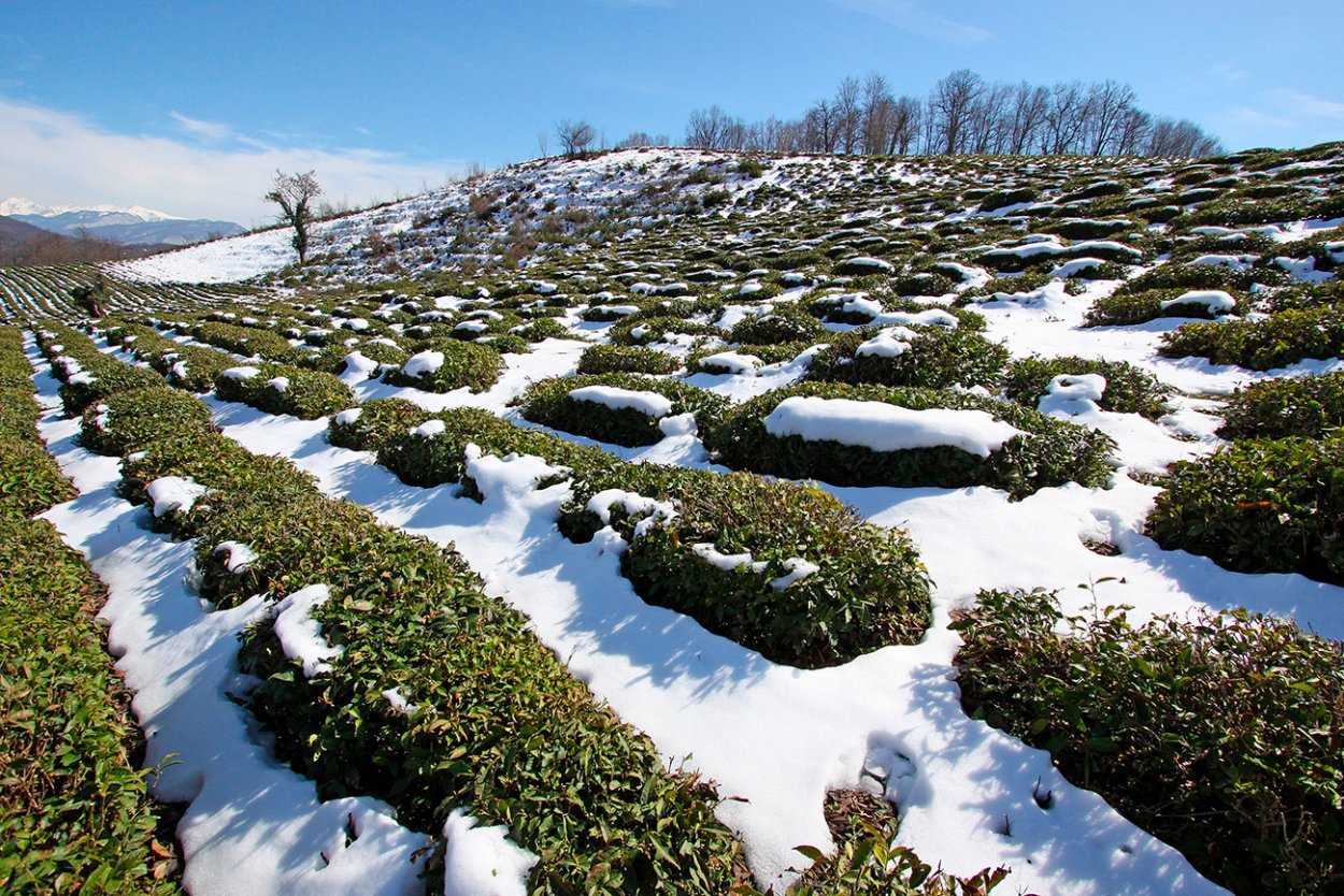 Мацеста чайные плантации