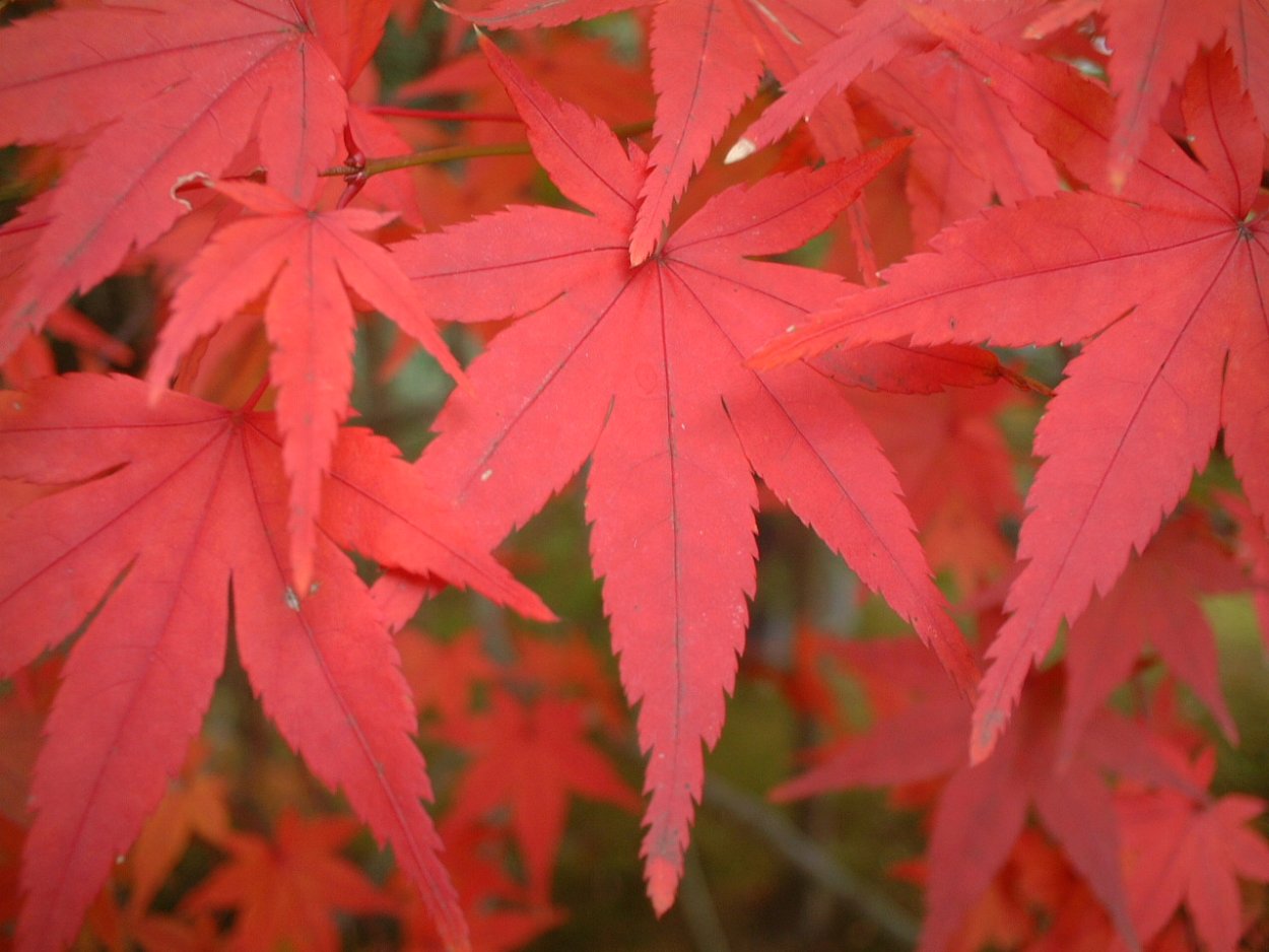 Момиджи клен