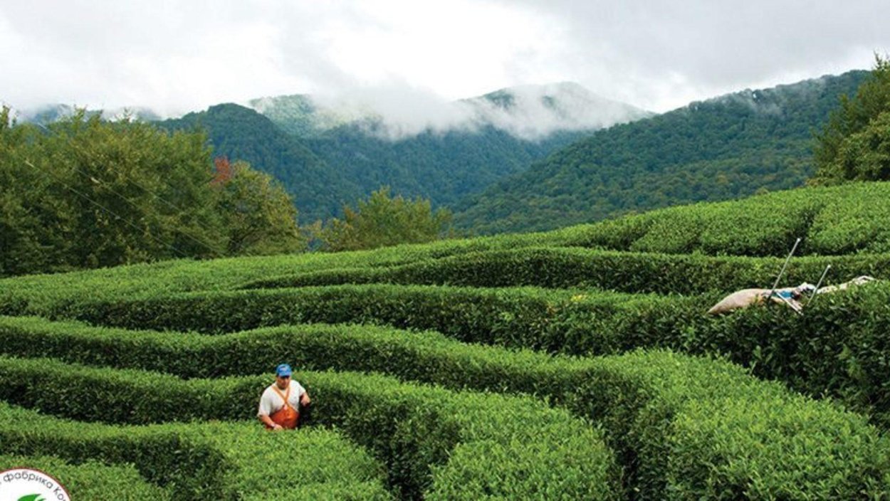 Чайные плантации Мацесты