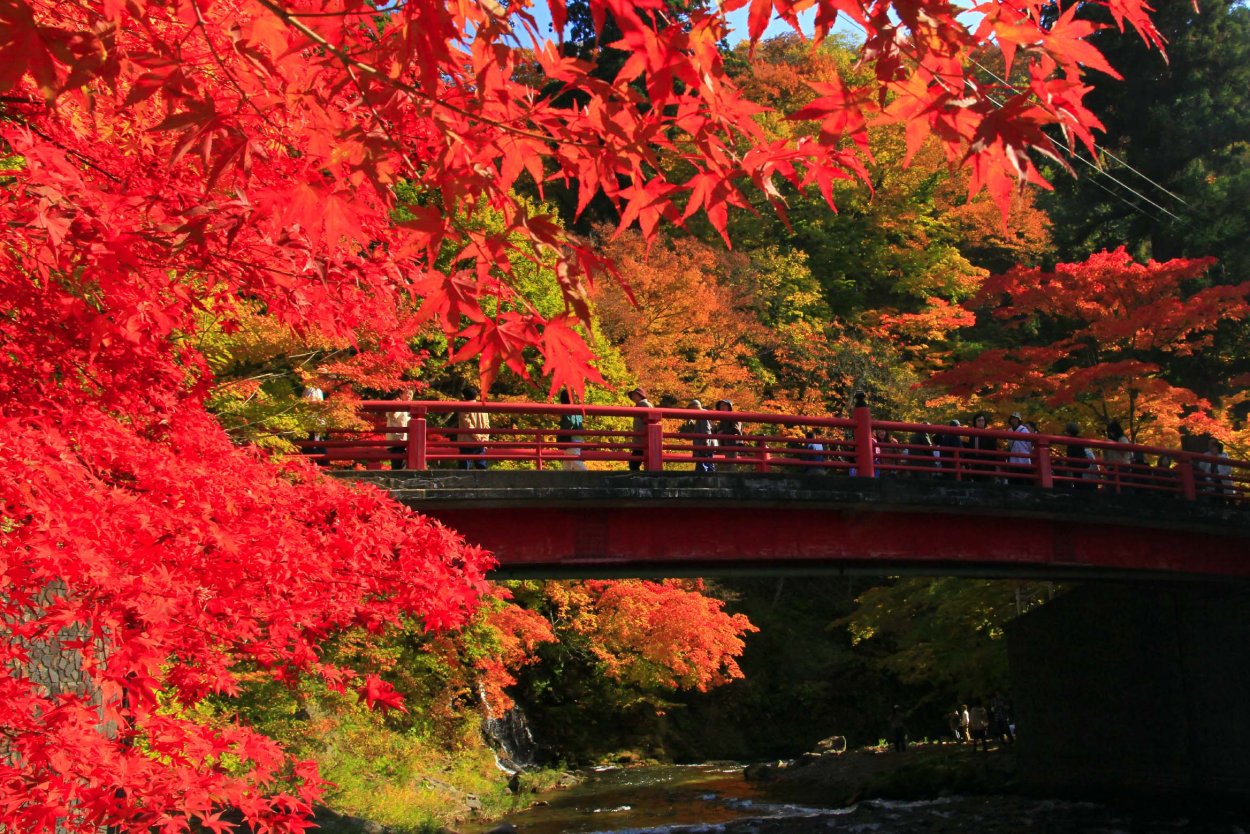 Красные деревья в Японии