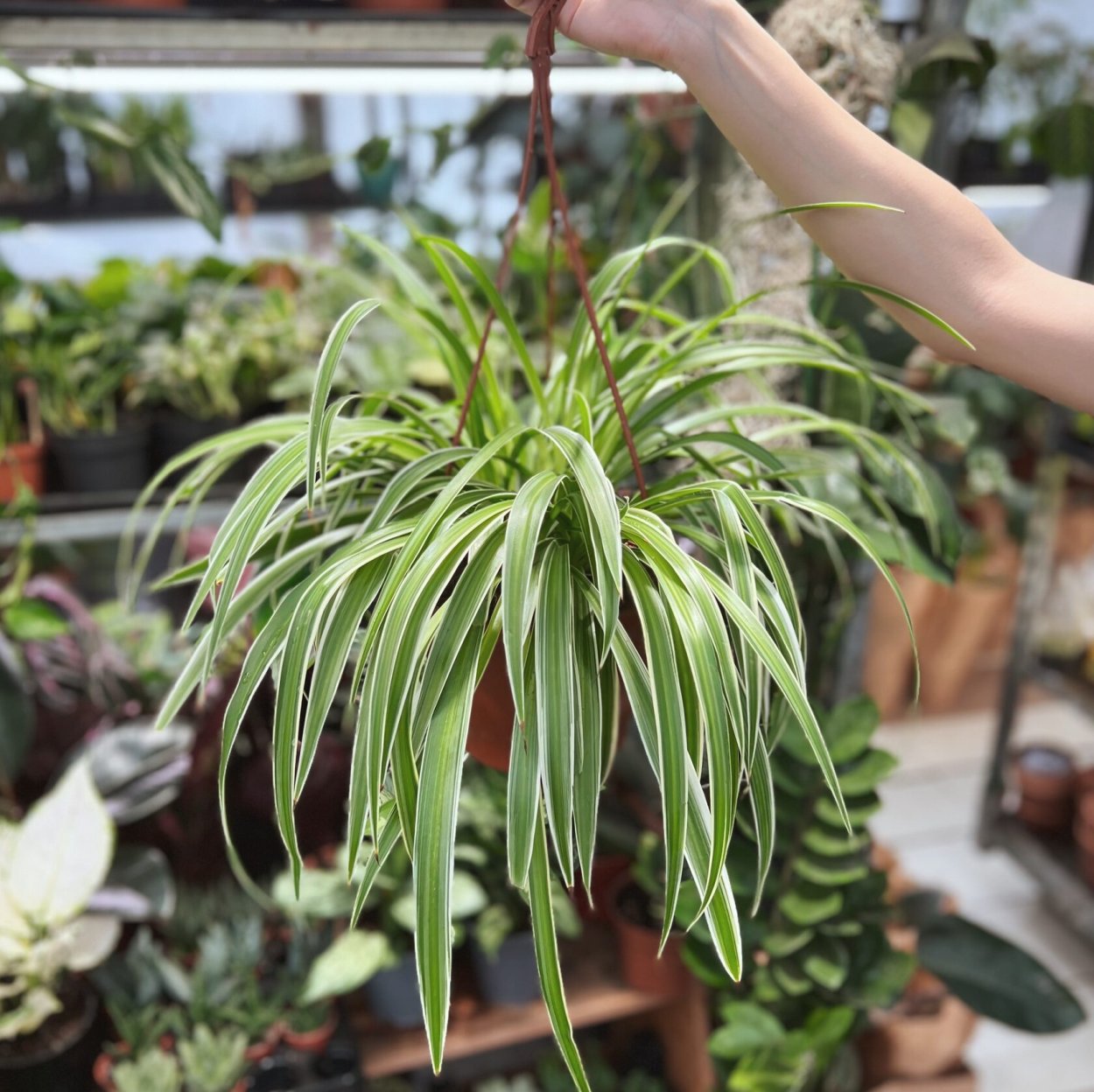 Плавающие растения для аквариума