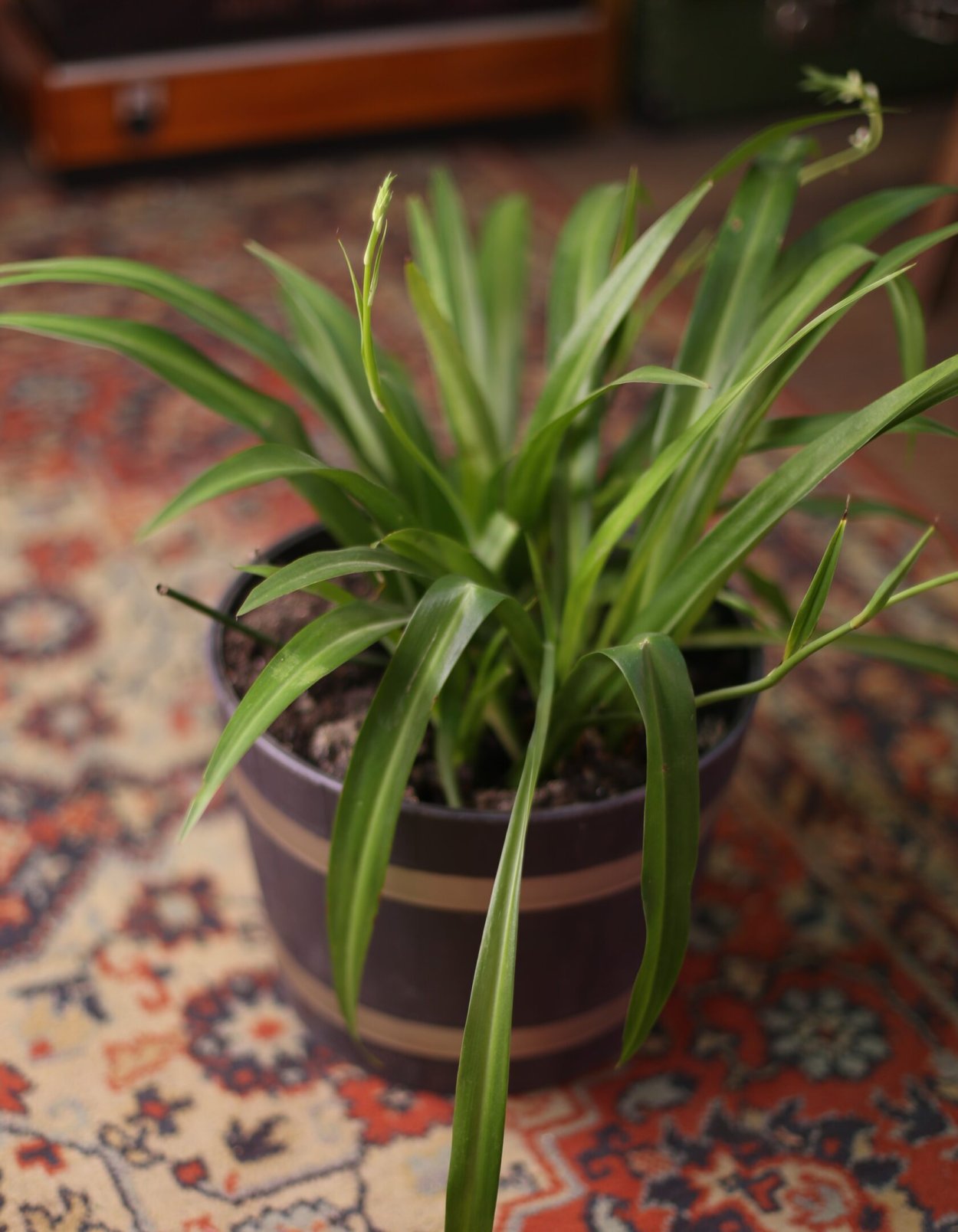 Бликса Японика