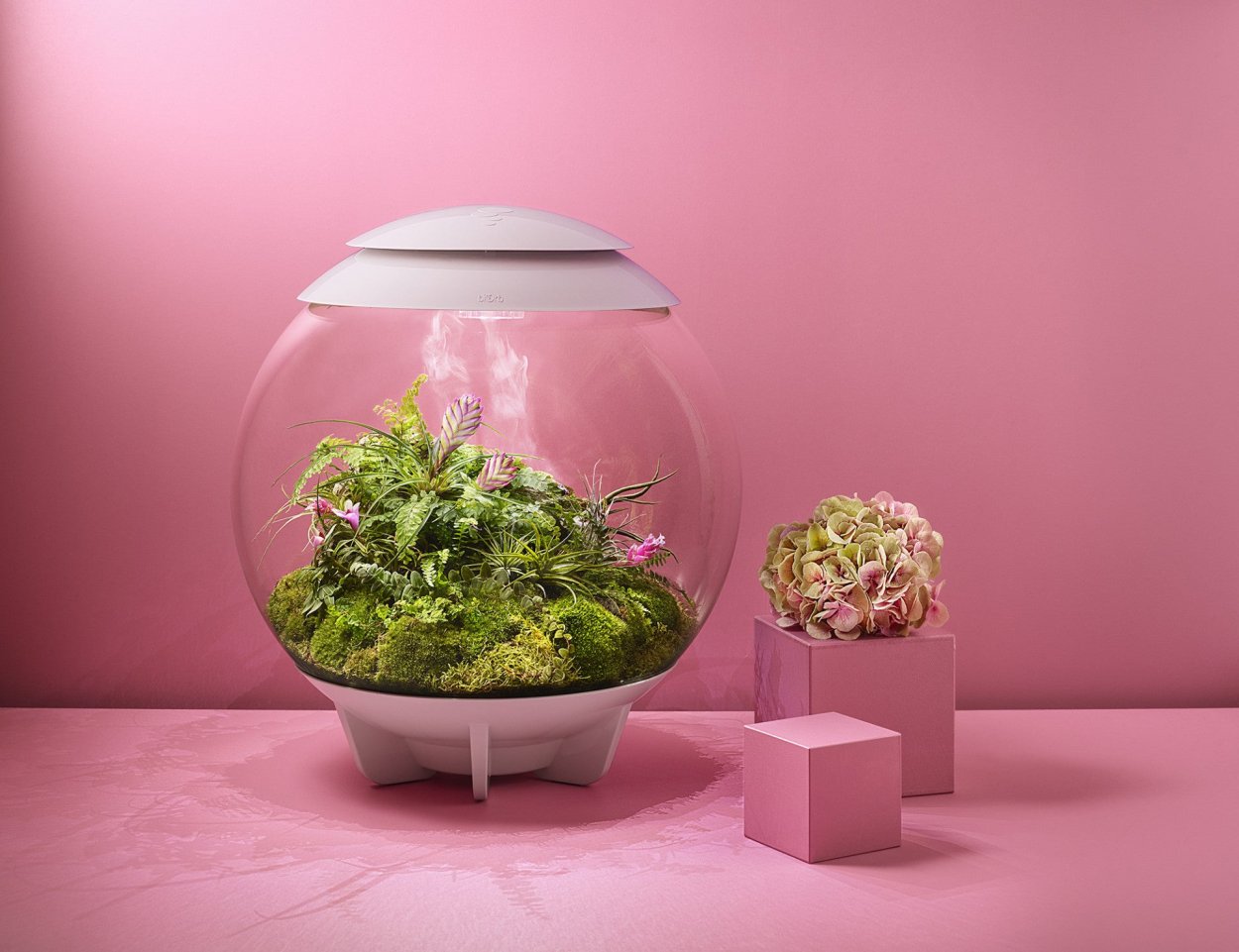 Cryptocoryne Tonkinensis/ Криптокорина тонкиненсис