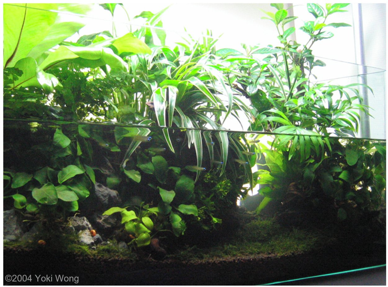 Mini Aquaponics аквариум