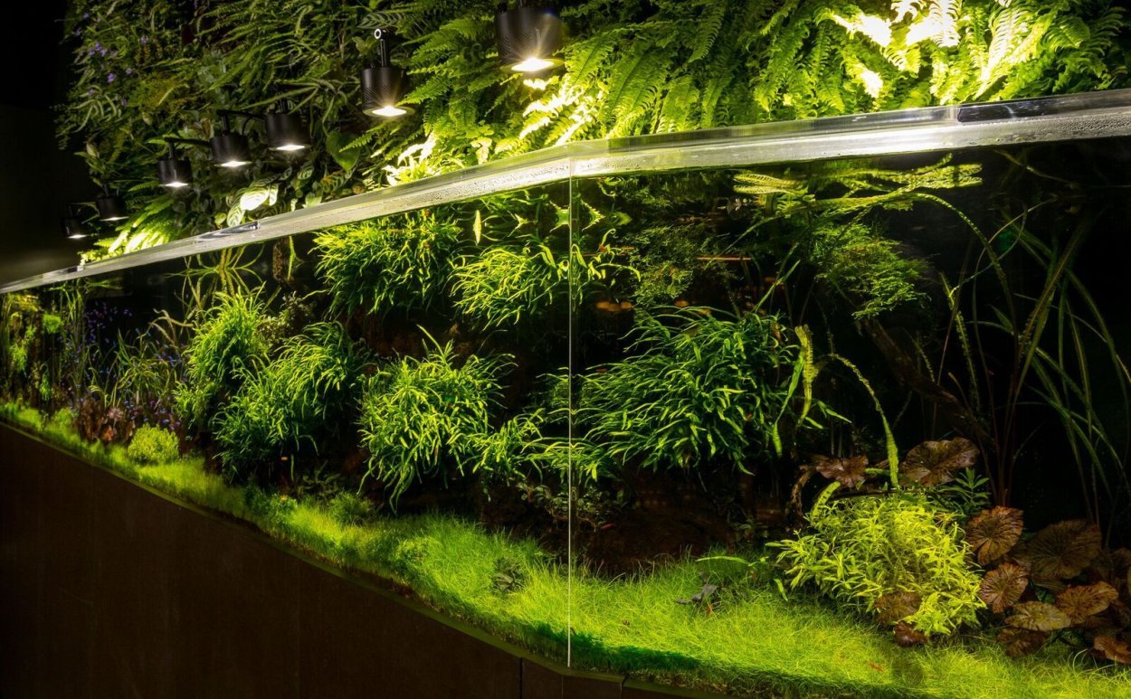 Хлорофитум зеленый