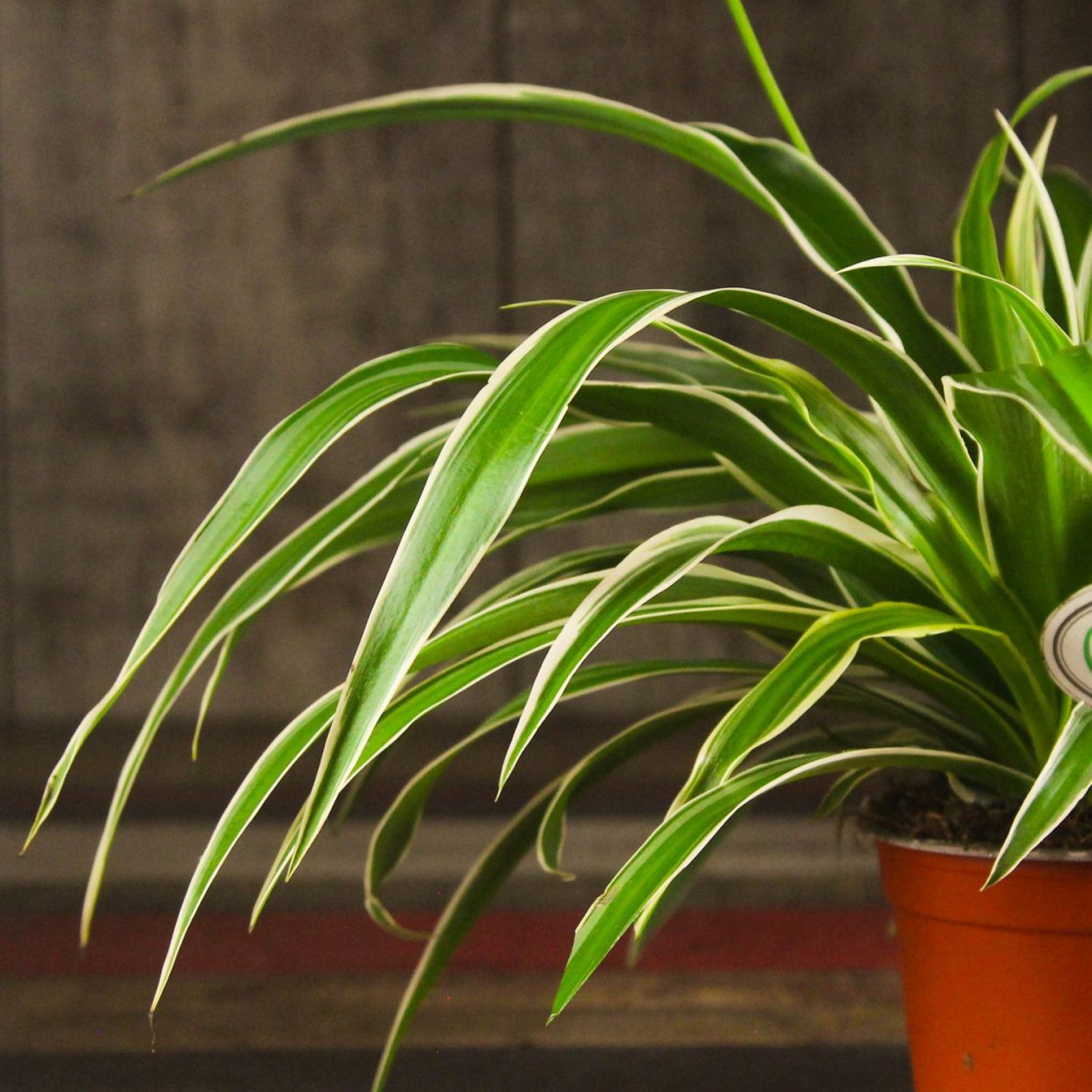 Освещение для комнатных растений