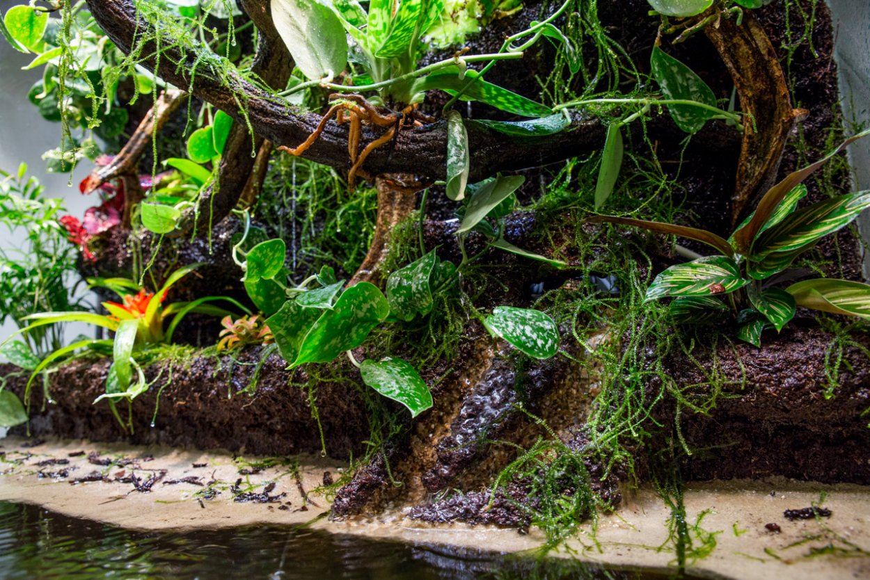 Флорариум с драценой