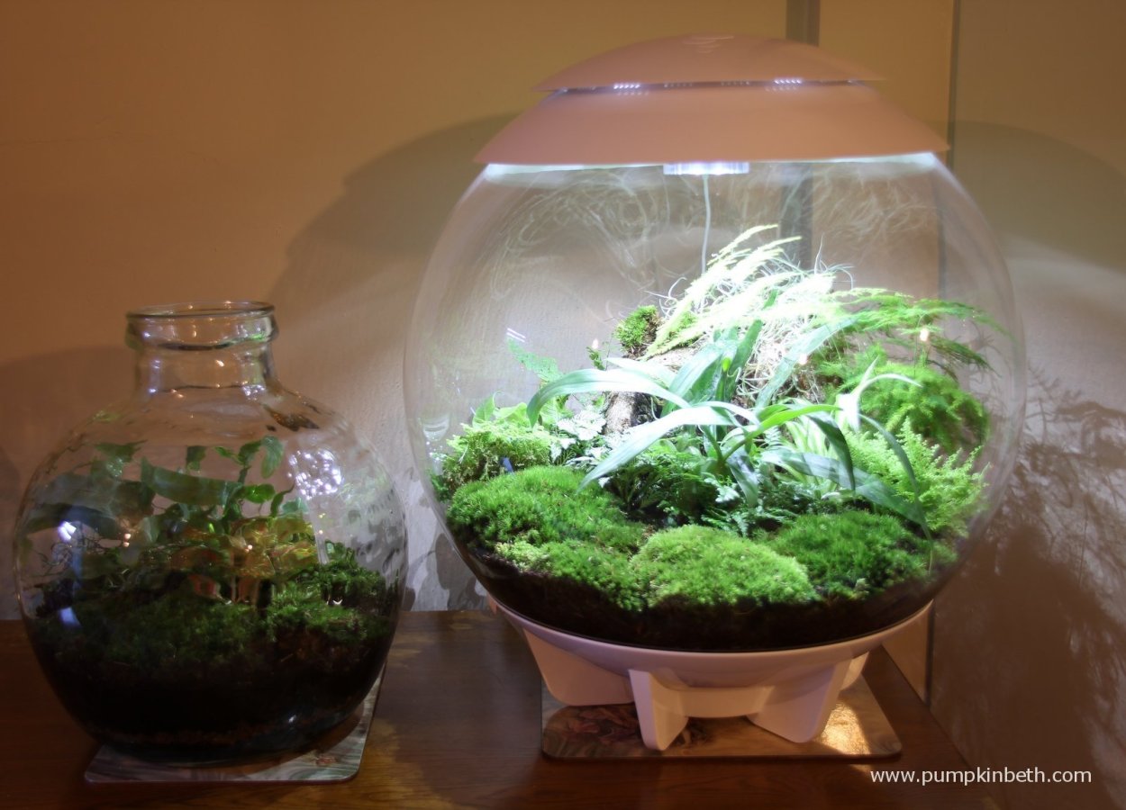 Офиопогон аквариумное растение