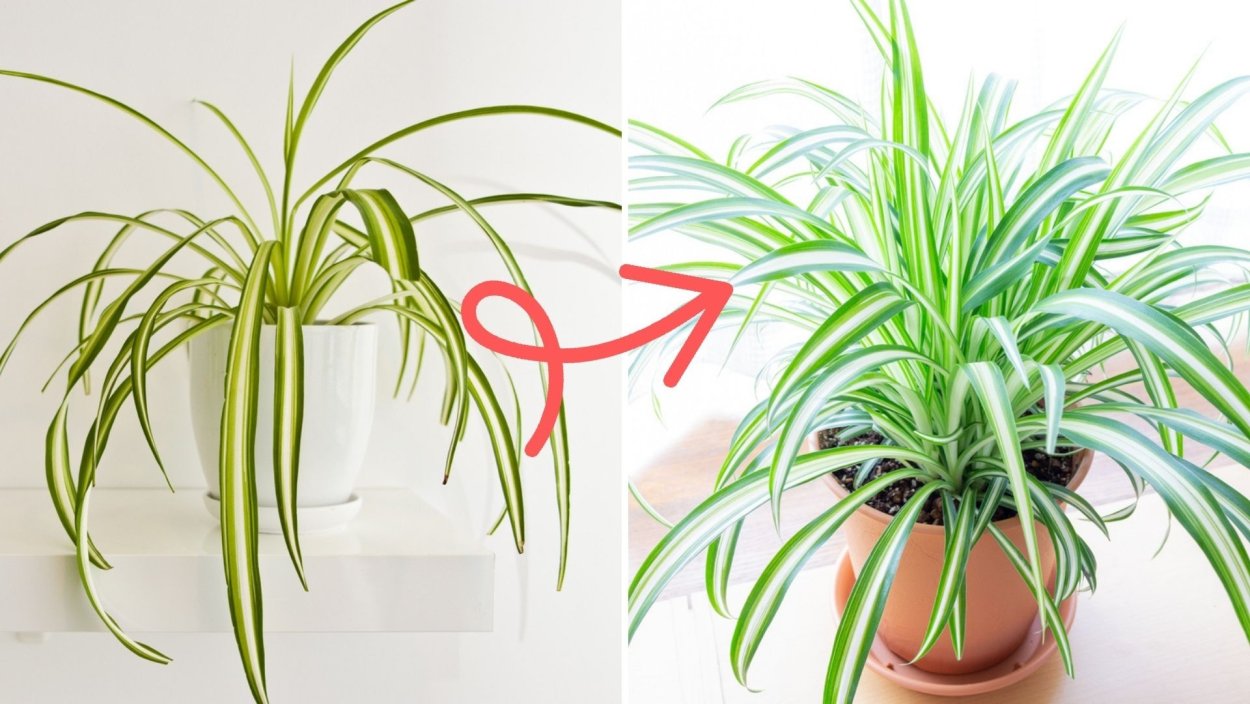 Палюдариум змееголов