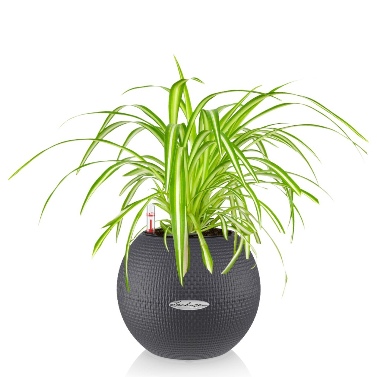 Хлорофитум зеленый