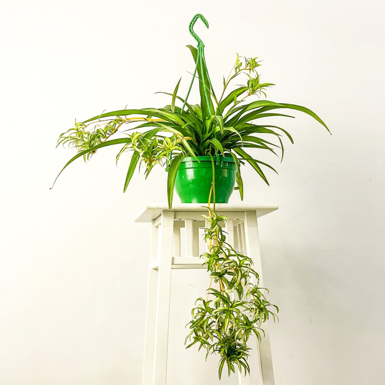 Аквариумные растения заднего плана