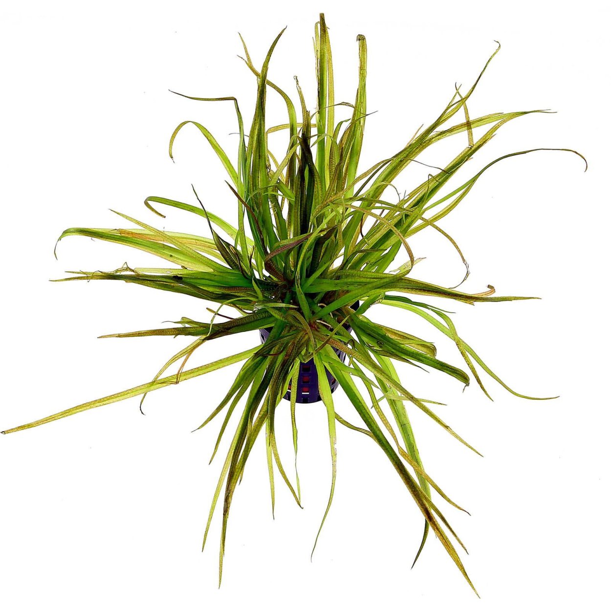 Флорариум BIORB