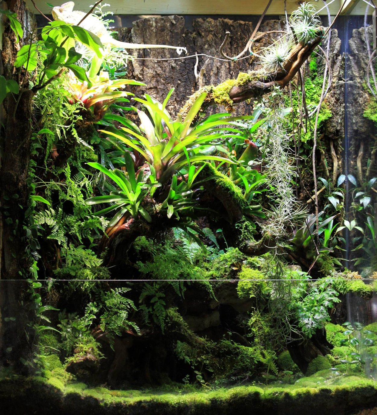 Хамедорея флорариум