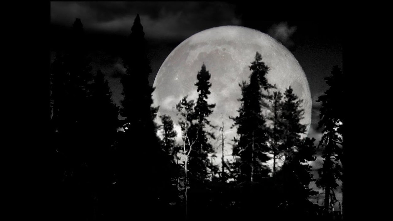 Полнолуние в лесу