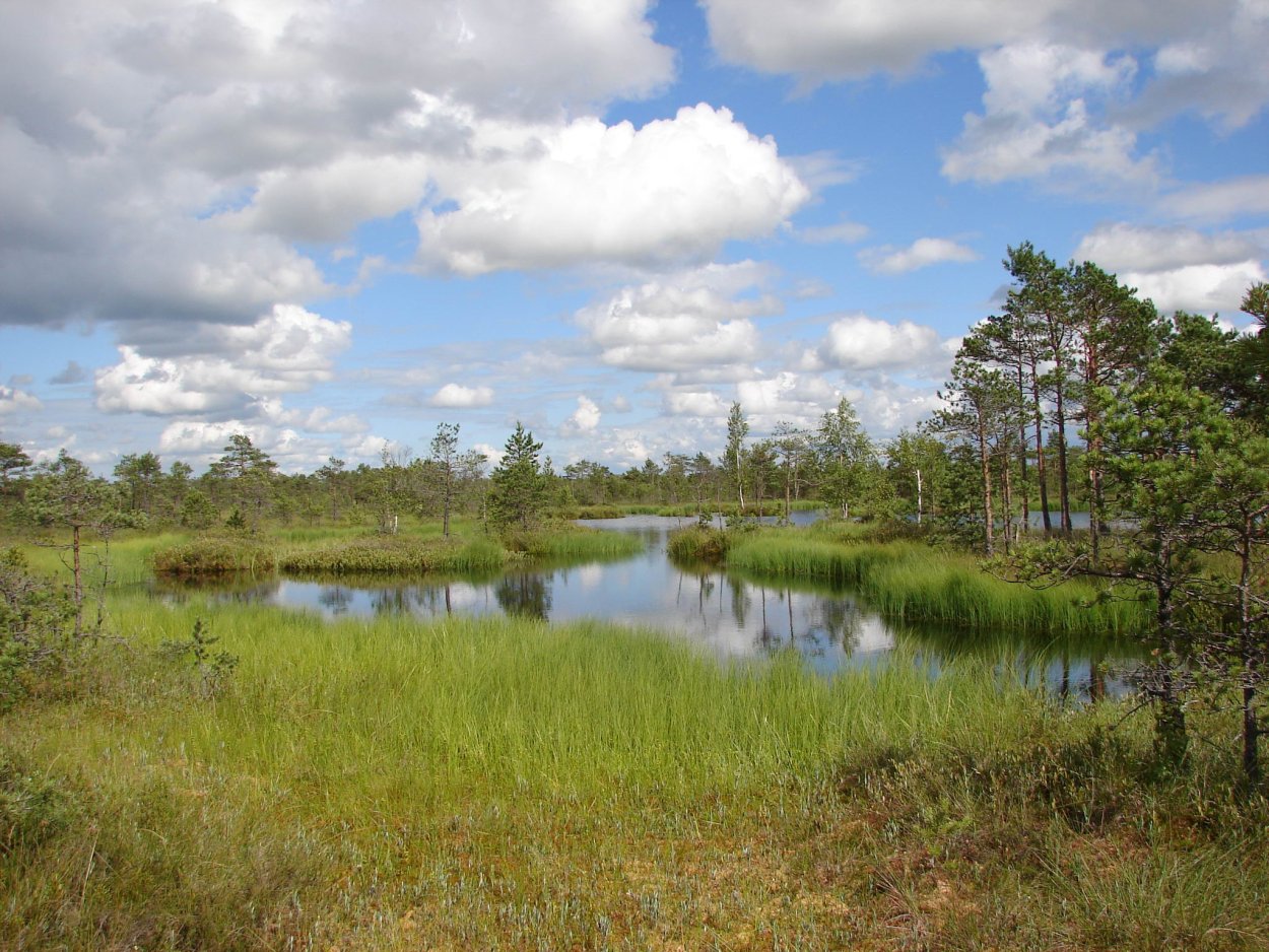 Зеленые мхи на болотах