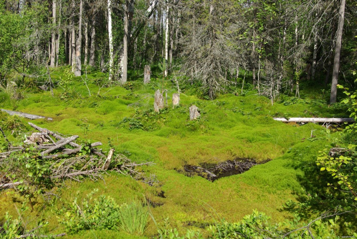 Болото Архангельской области