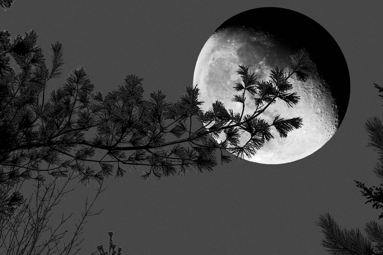 Луна сквозь деревья