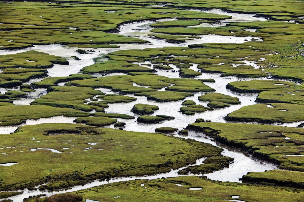 Машина в лесу