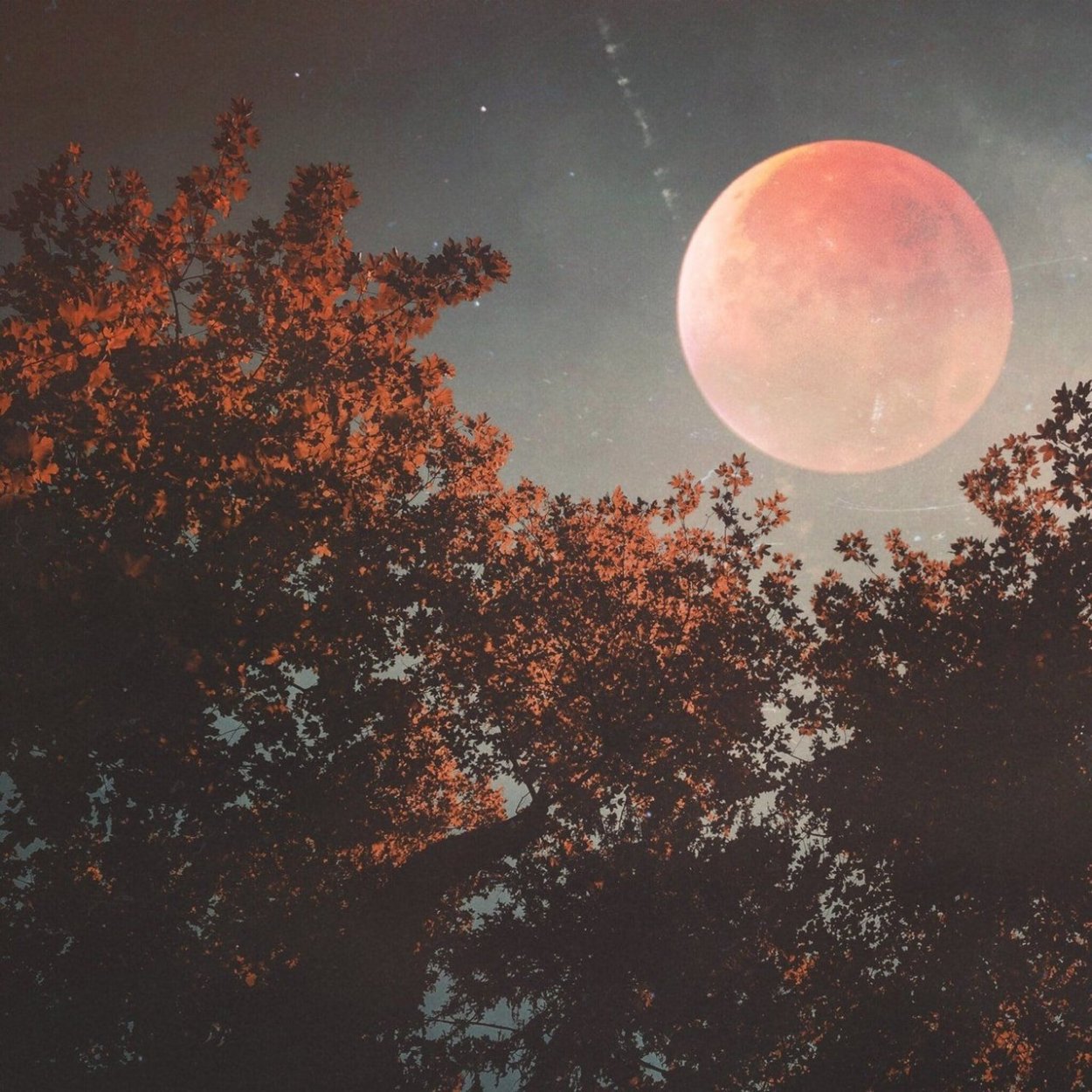 Красная Луна ( Хантер Эрин )