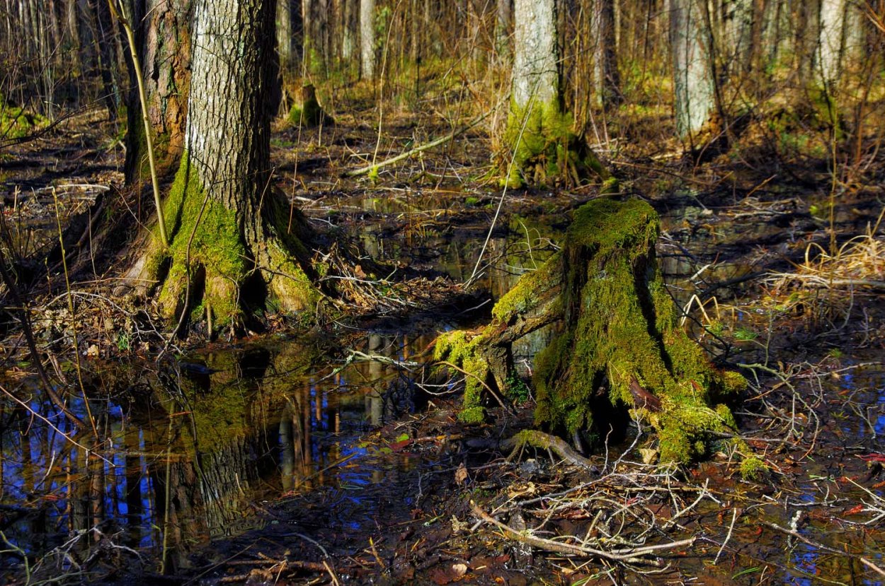 Кунашир замшелый лес
