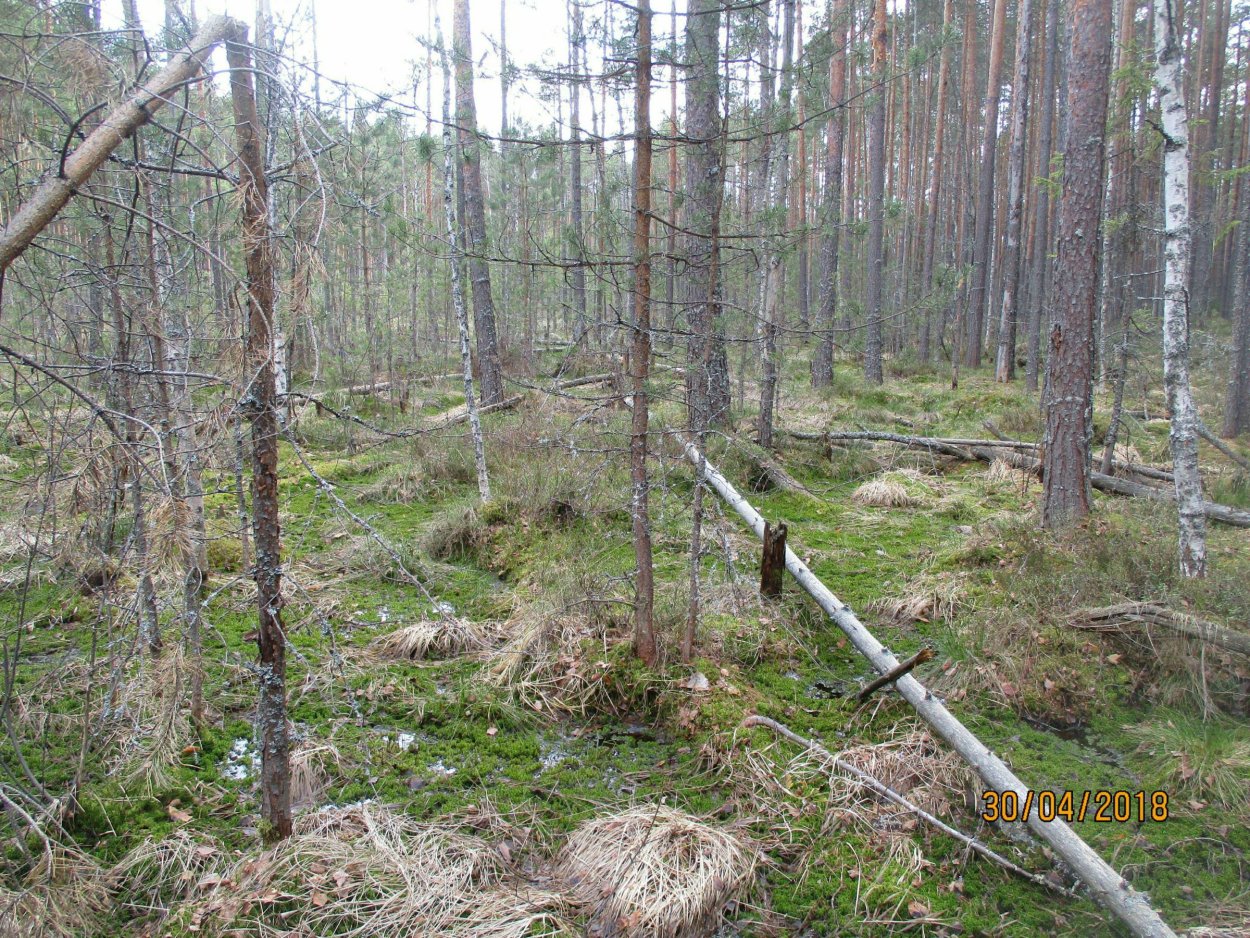 Мхи Ильменского заповедника