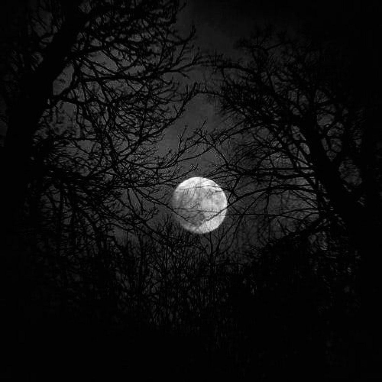 Ночной лес с луной