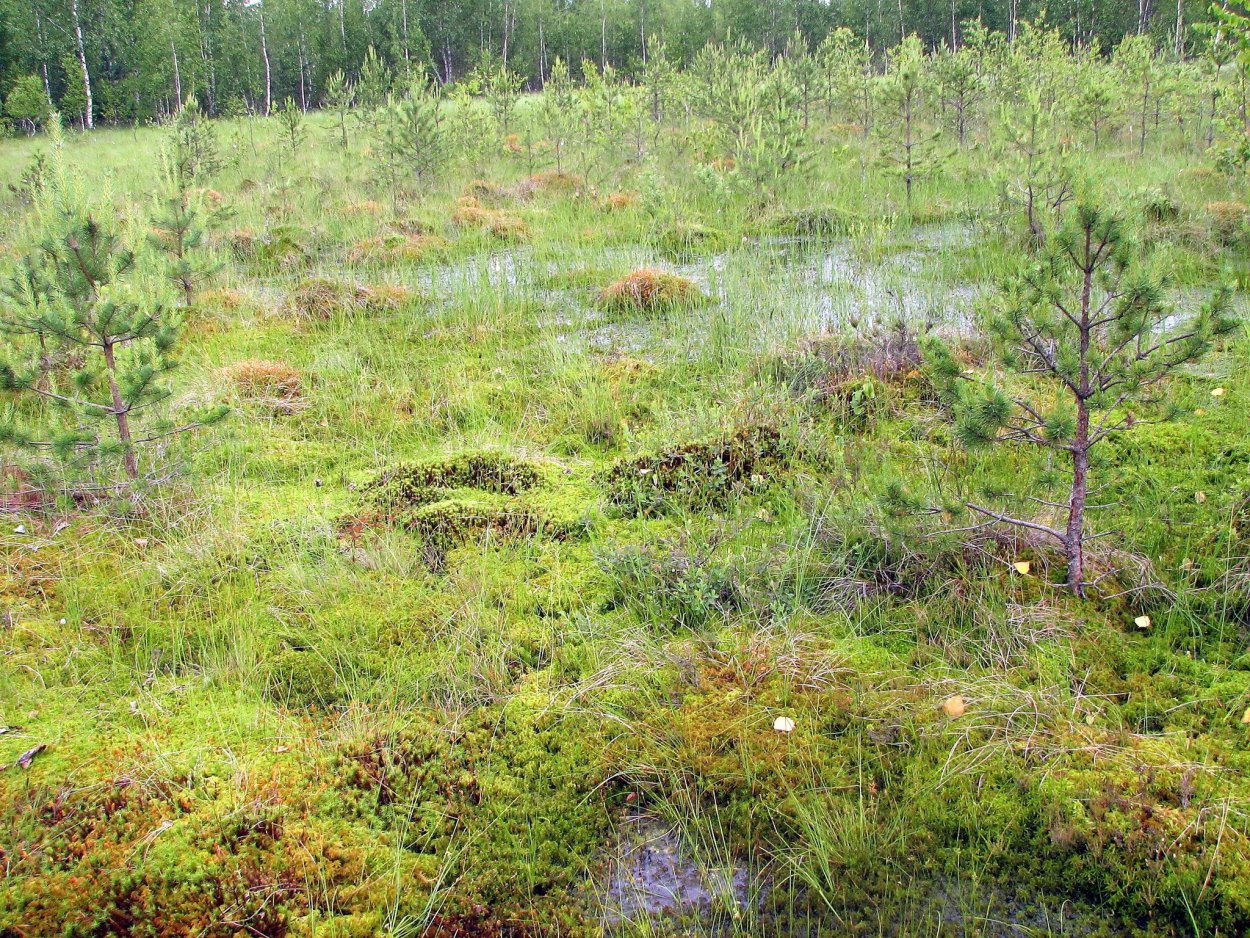 Болотная Топь