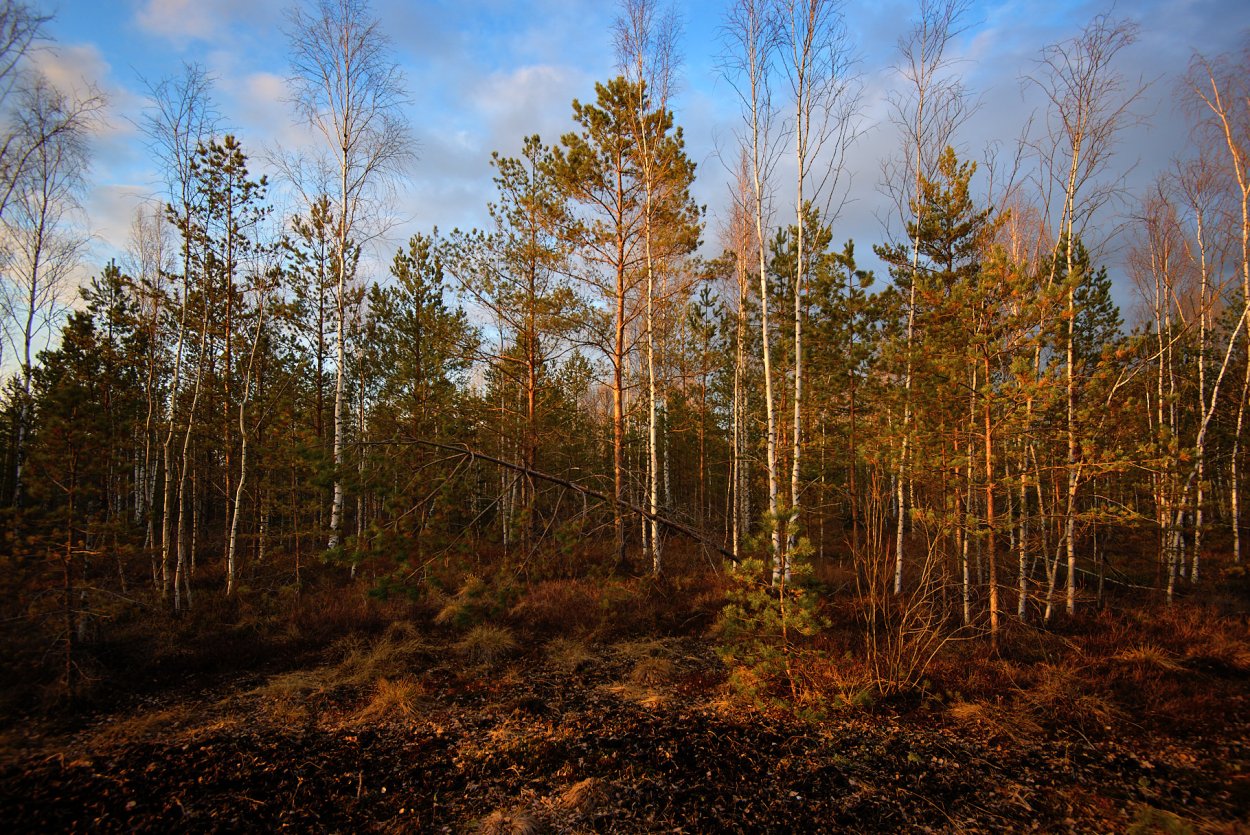 Сюрьевское болото Ленинградская область