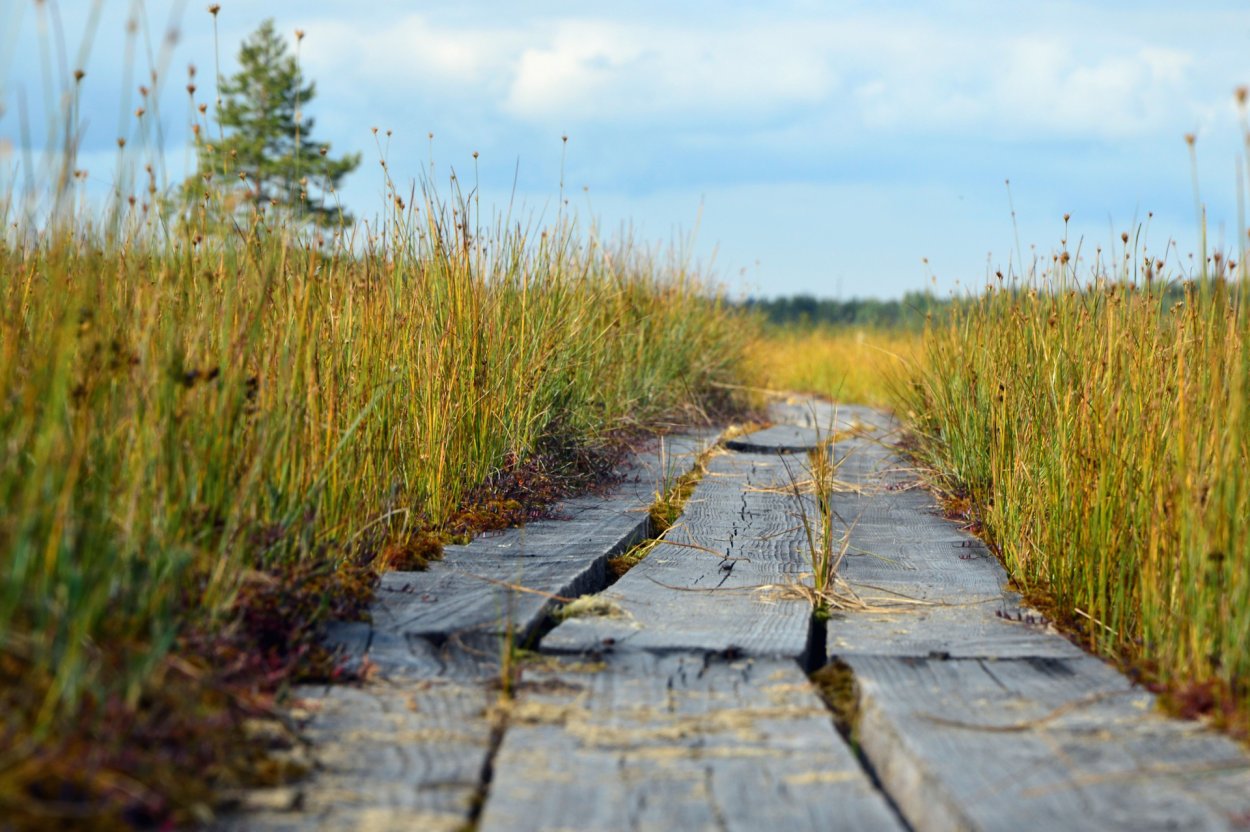 Святовский мох остров