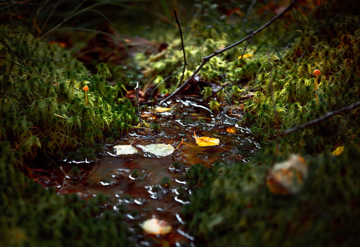 Болото Ленинградской области Топь