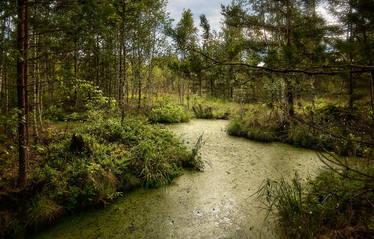 Сфагновые торфяные болота