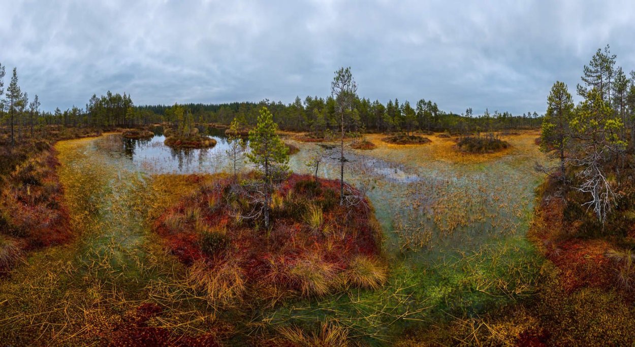 Торфяной мох сфагнум