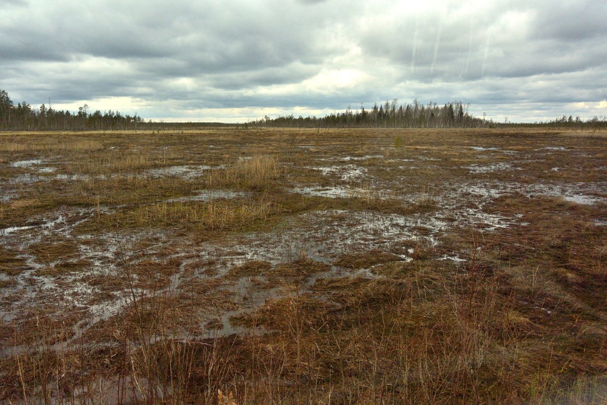 Лишайник ягель Тайга