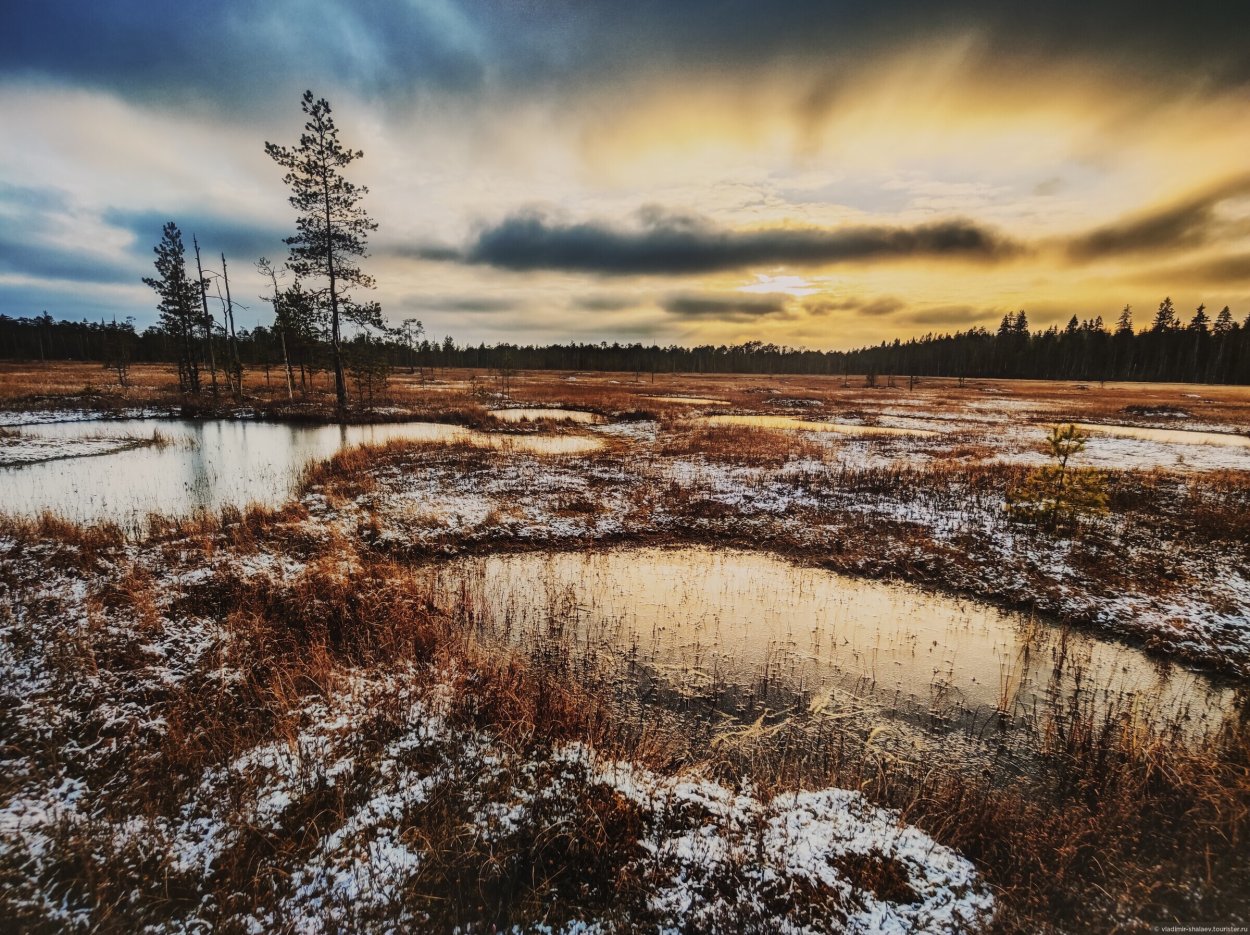 Сфагновое Моховое болото
