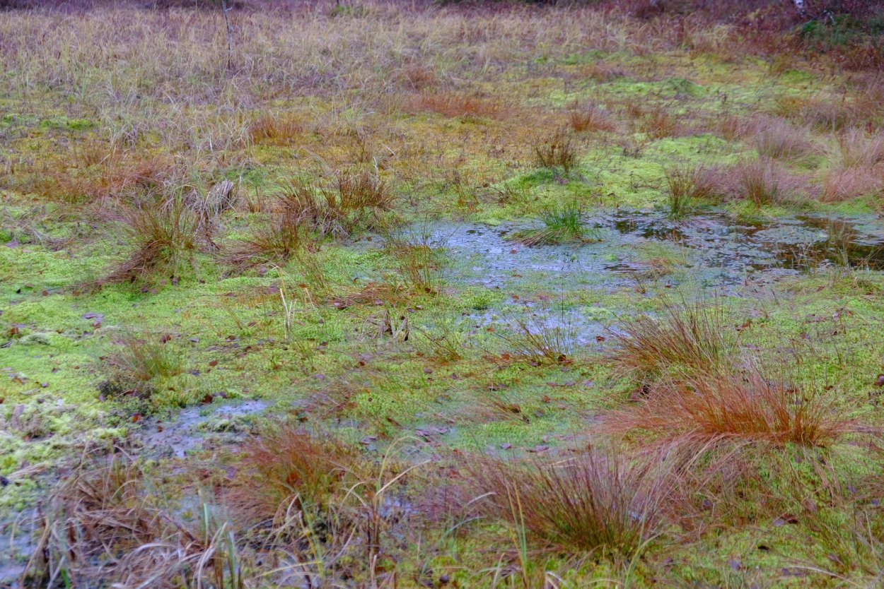 Старосельский мох болото