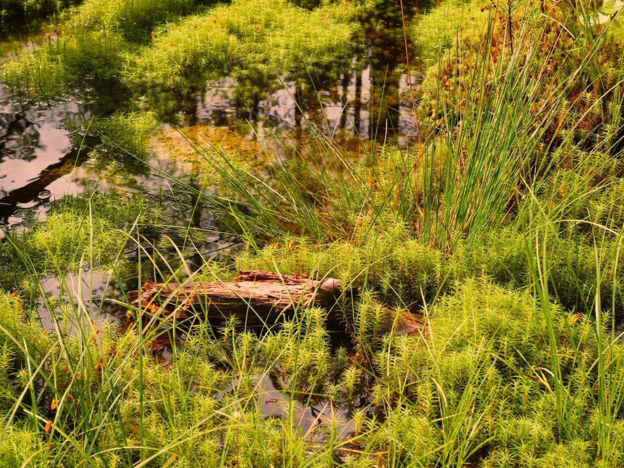 Рачейский Бор болота