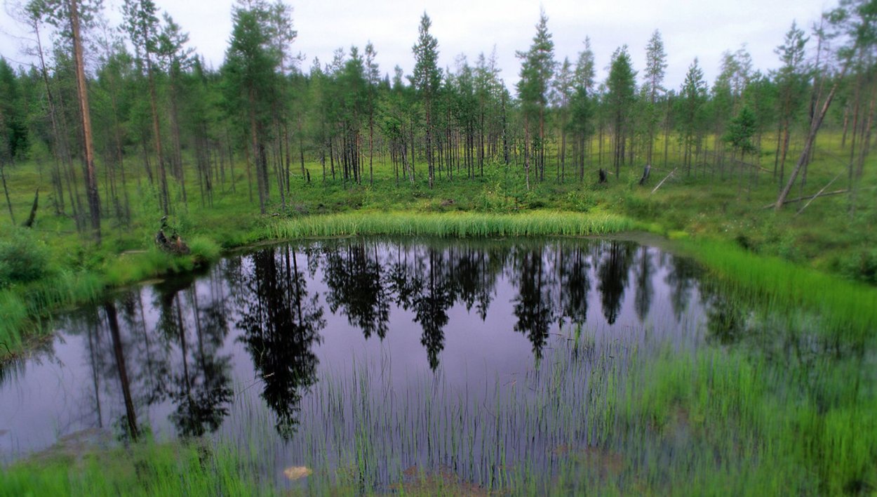 Болотный мох сфагнум