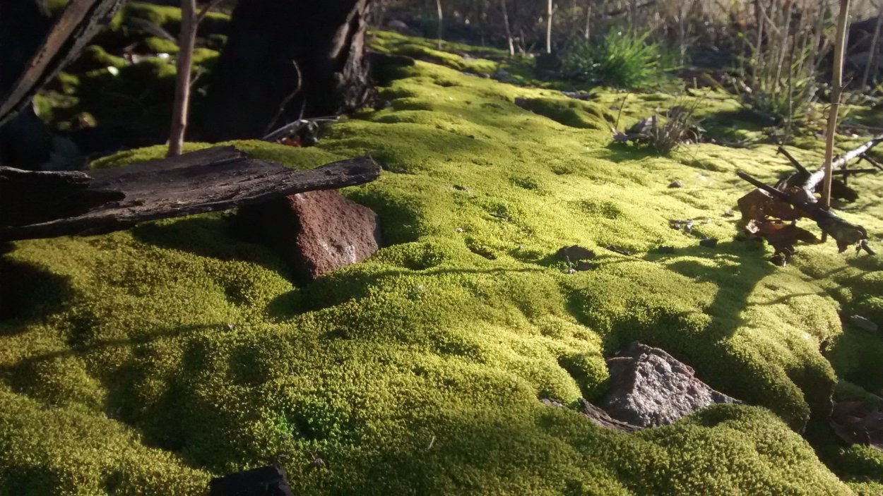 Таежные дебри Тайга