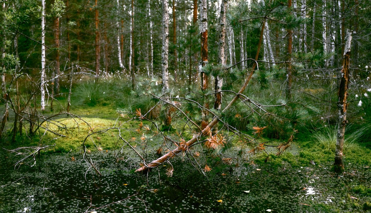 Болото Пелецкий мох