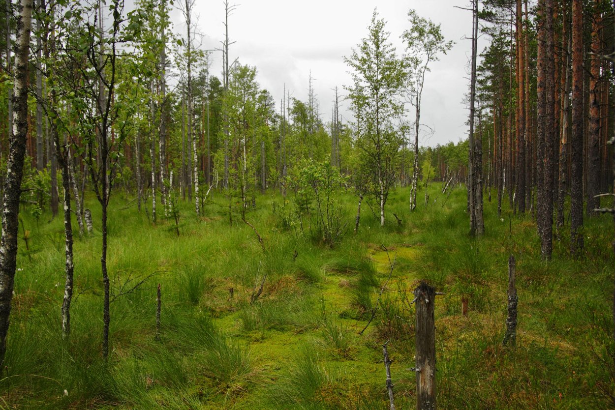 Болото Долговский мох