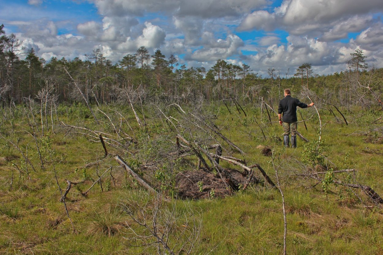 Дарвинский заповедник торфяные острова