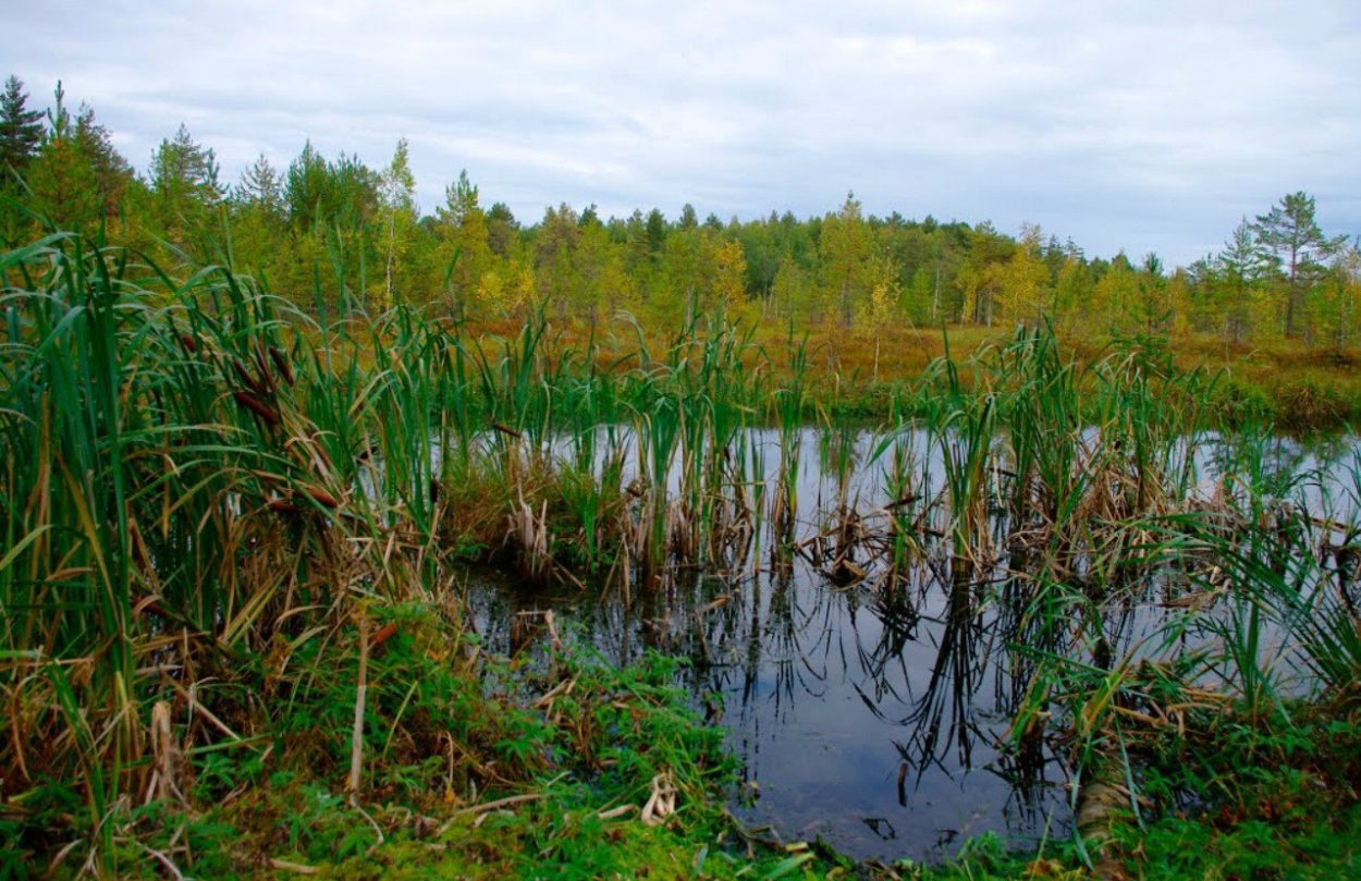 Сфагновые верховые болота