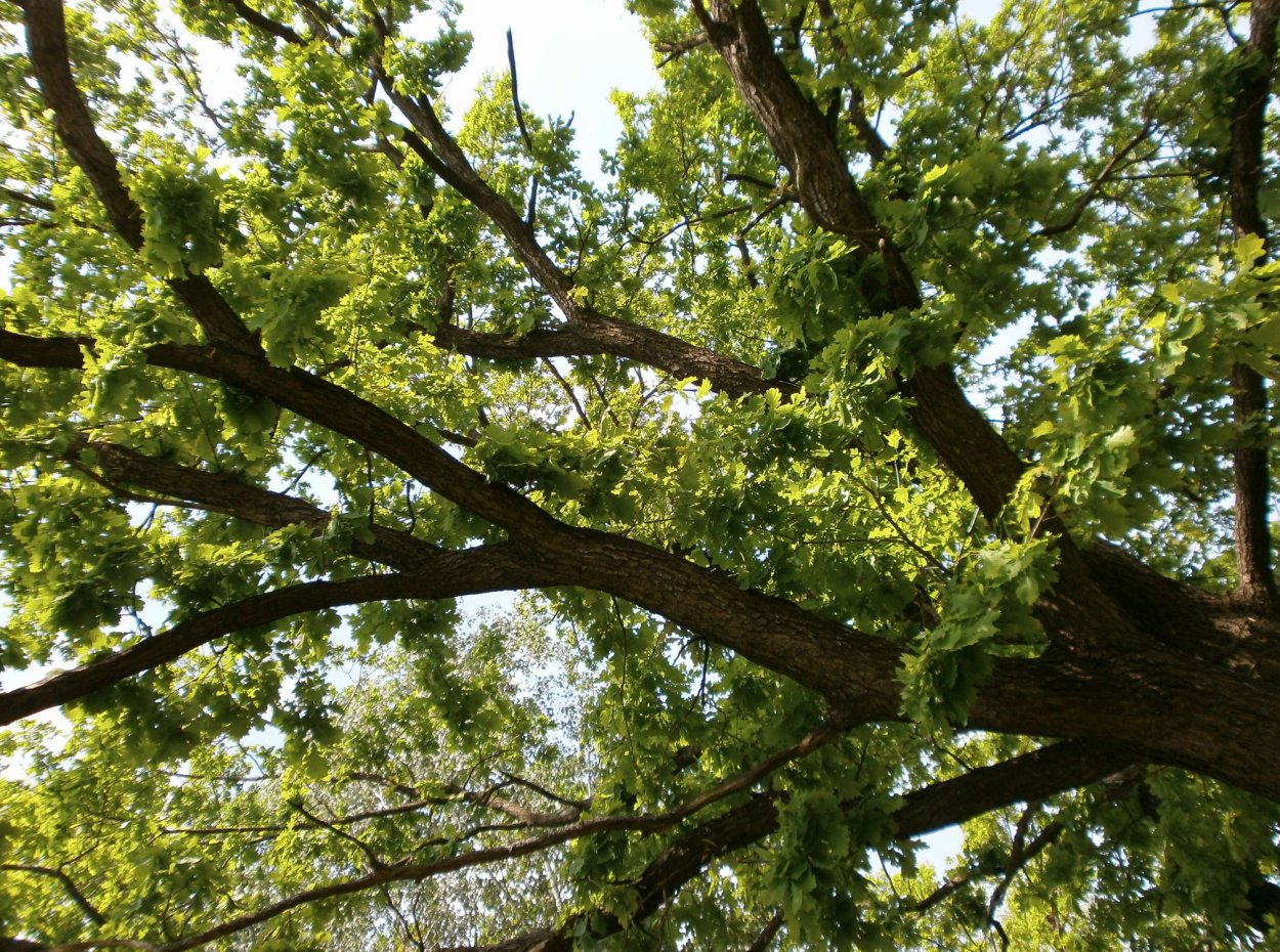 Дерево символ Ставрополя