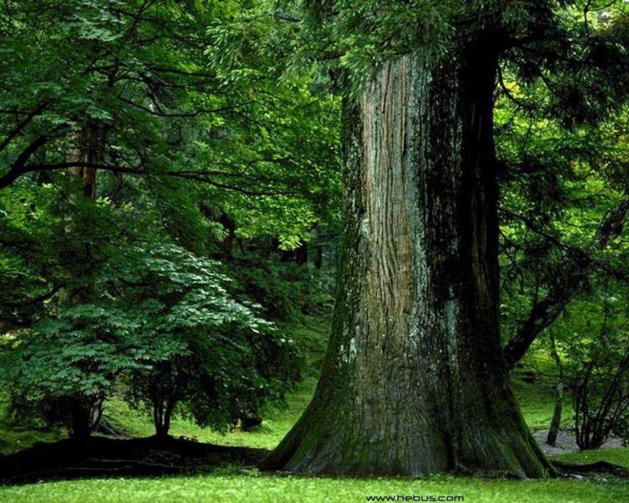 Деревья Дубрава дуб Дубрава