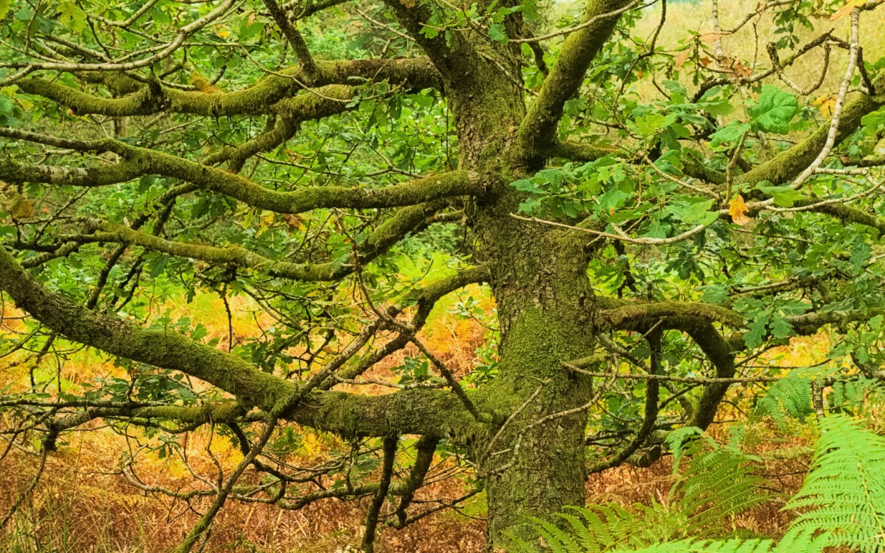 Кустарниковый пушистый дуб