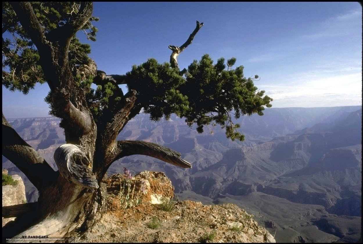 Деревья на склоне