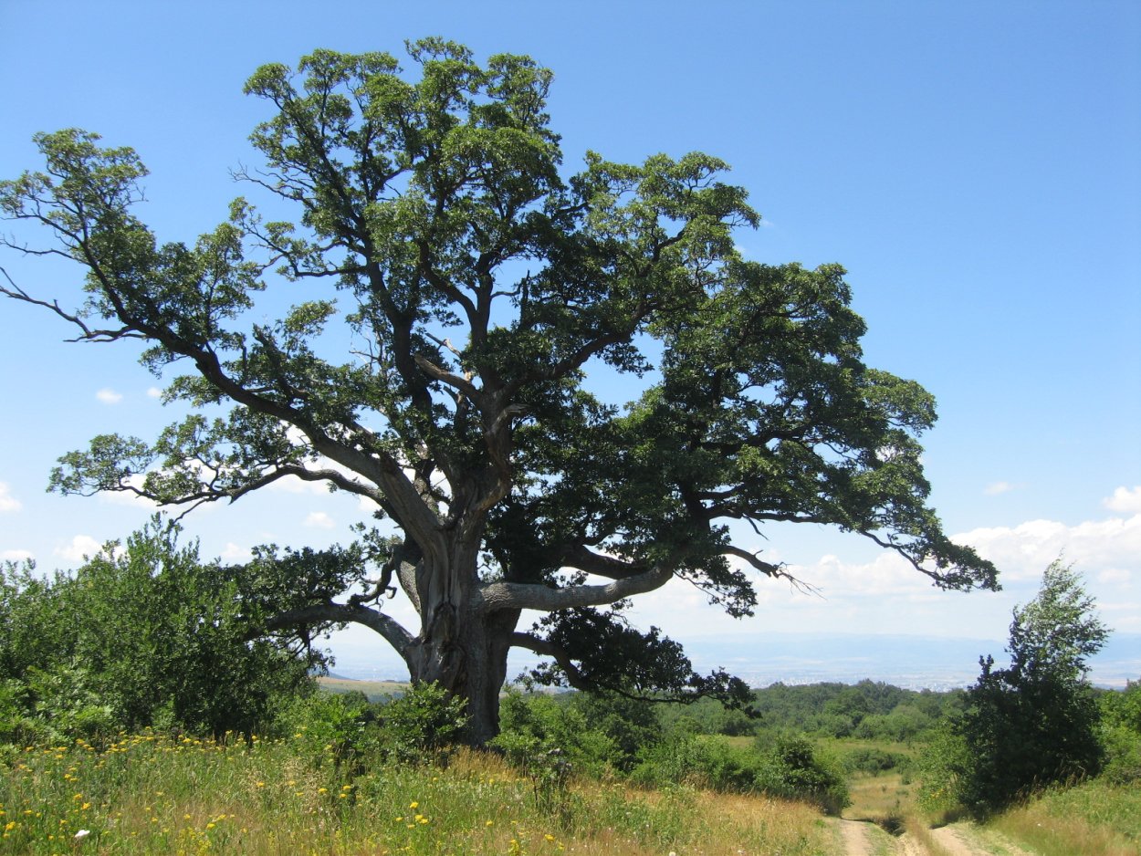 Дуб скальный Крым