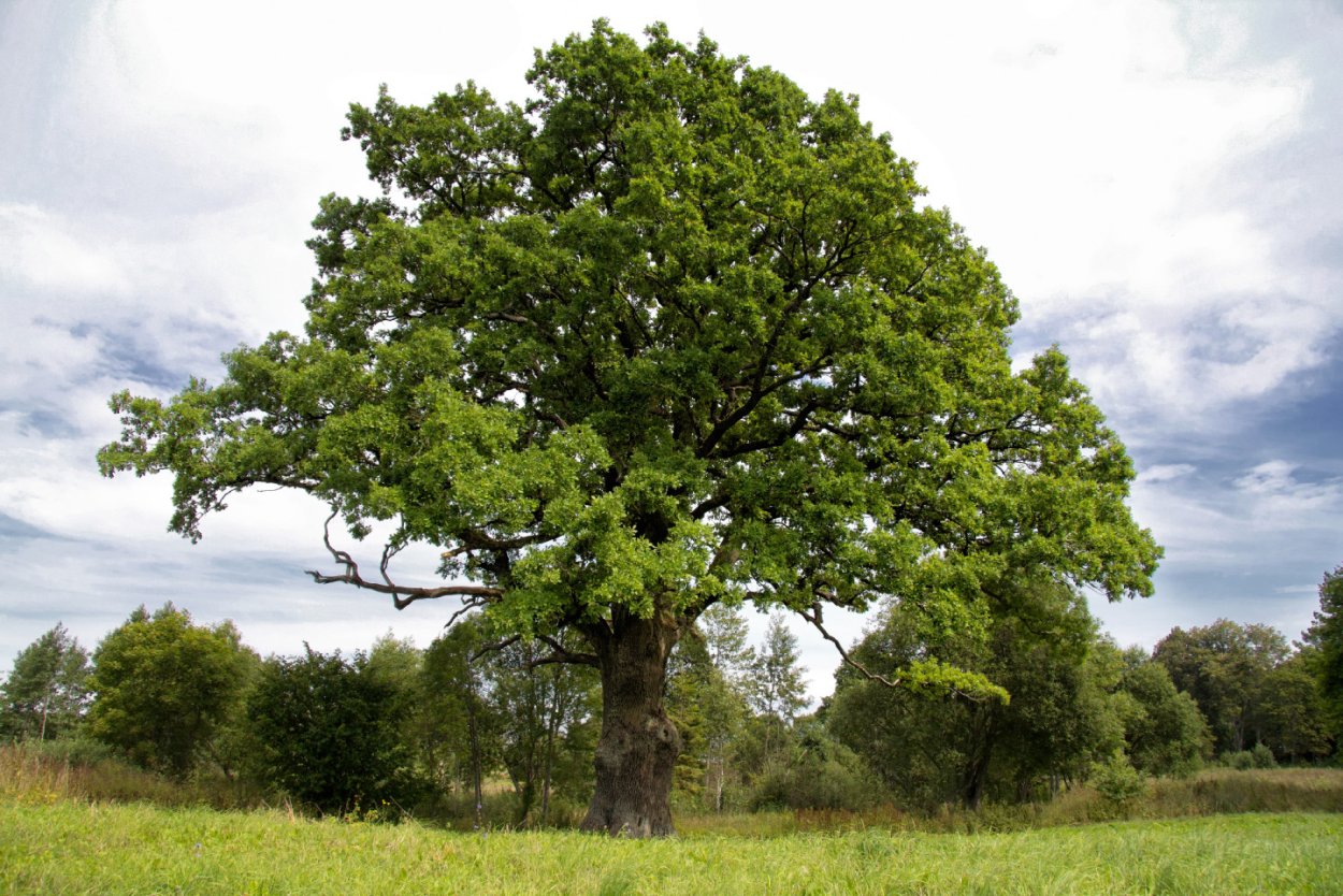 Дуб НИЗКОСТВОЛЬНЫЙ